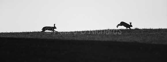 Hare chase