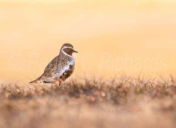 Golden Plover, Golden Sunset