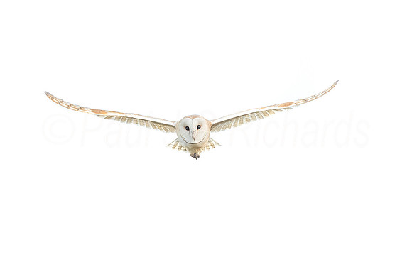 Wiveton Barn Owl