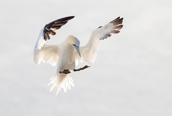 Gannet Landing