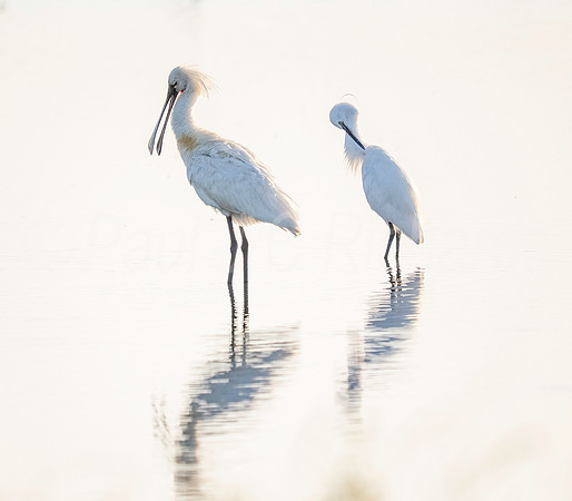 Spoonbill & Egret