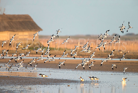Avocets at Cley