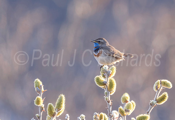 Male Bluethroat