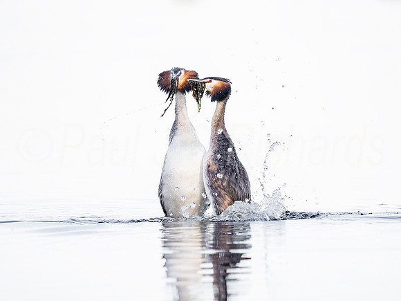 Grebes - Weed dance
