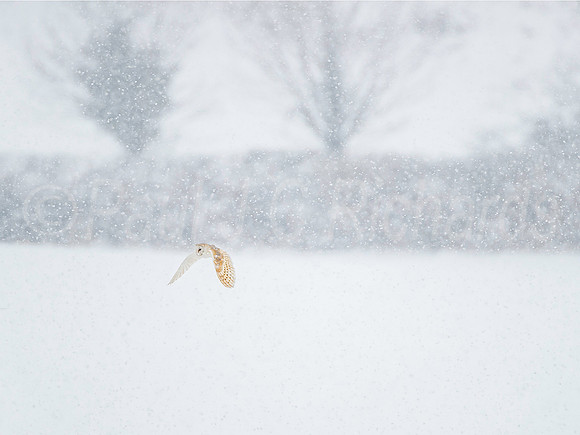 Snow delays hunting