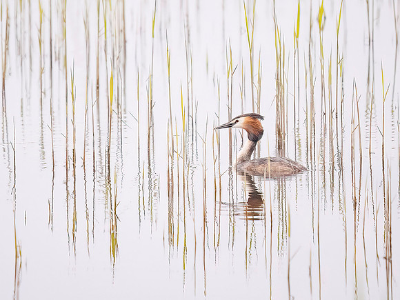 Grebe in the reeds