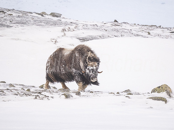 Musk Ox