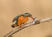 North Norfolk