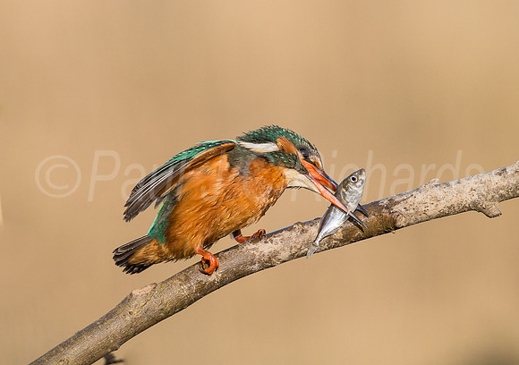 Kingfisher with prey
