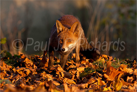 Red fox