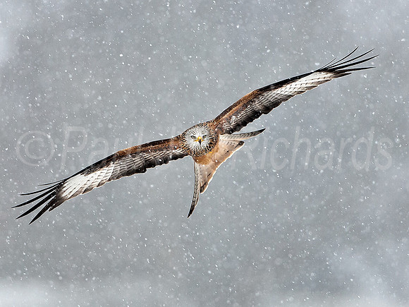 Red kite Hard Times