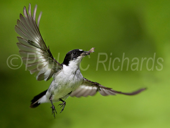 pied flycatcher with sedge fly