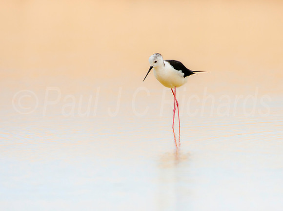 Simply Stilt