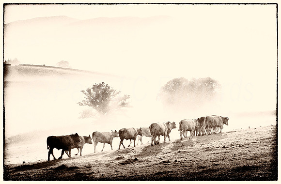 Cattle at dawn