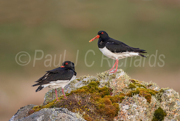 Oystercatchers Keeping Watch