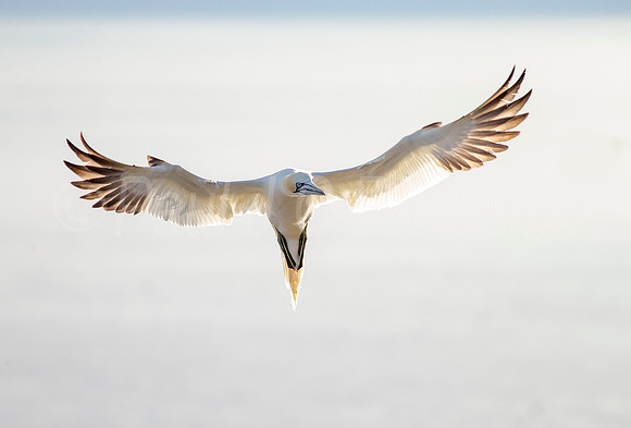 Gannet Overhead
