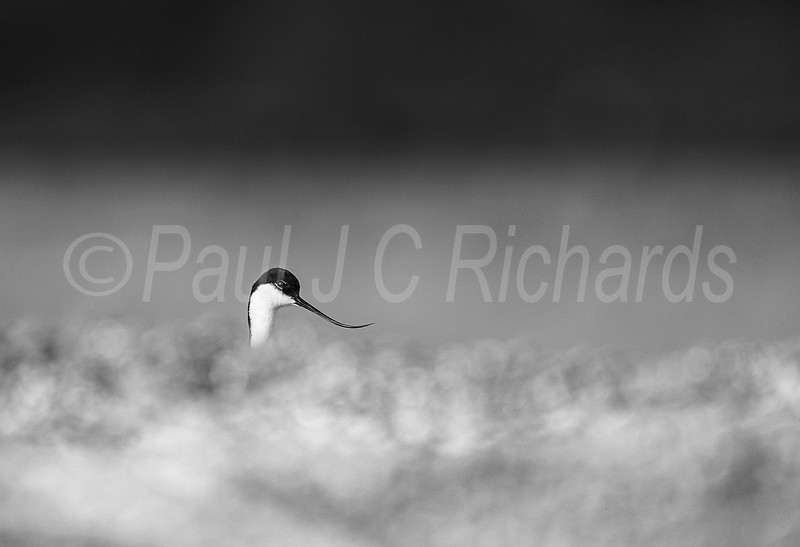 Avocet in Mono