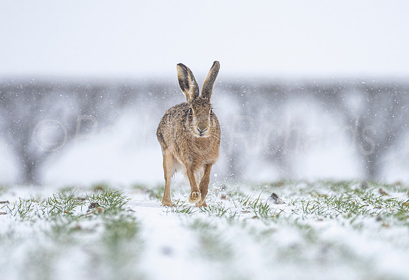 Brown Hare in a Blizzard