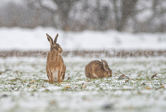 Hares - In the Cold Stuff