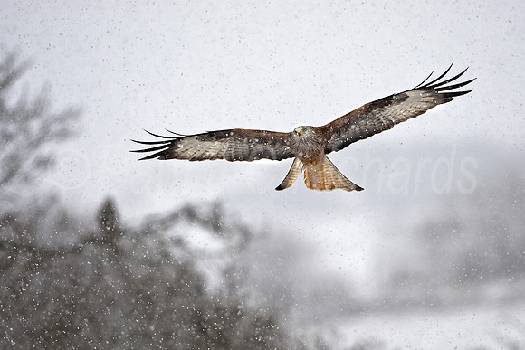 Red kite - winter wonderland