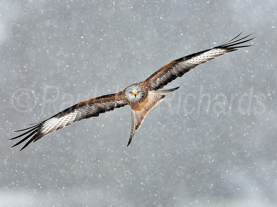 Red kite