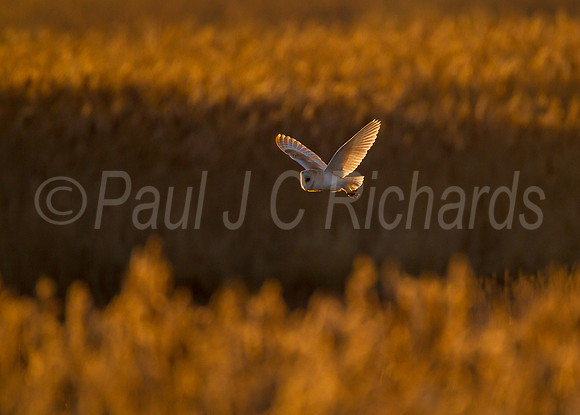 Barn owl at Cley