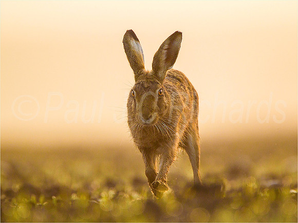 Early morning hare