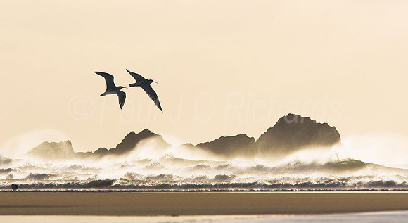 Curlews in a storm