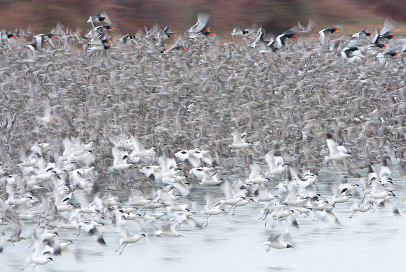Taking flight