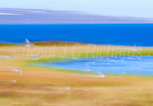 Kittiwake trails