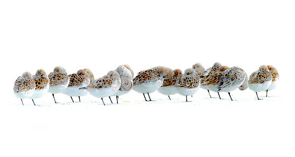 Sleepy sanderlings