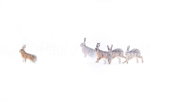 Hares in a Blizzard