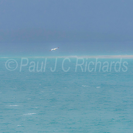 Gannet in the Blue