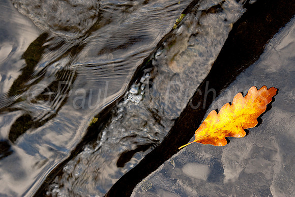 Oak leaf - on the edge
