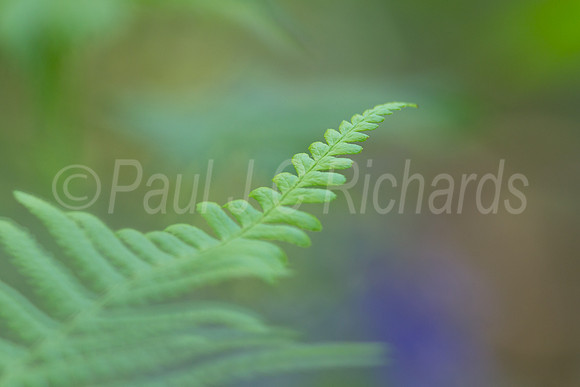 Soft fern