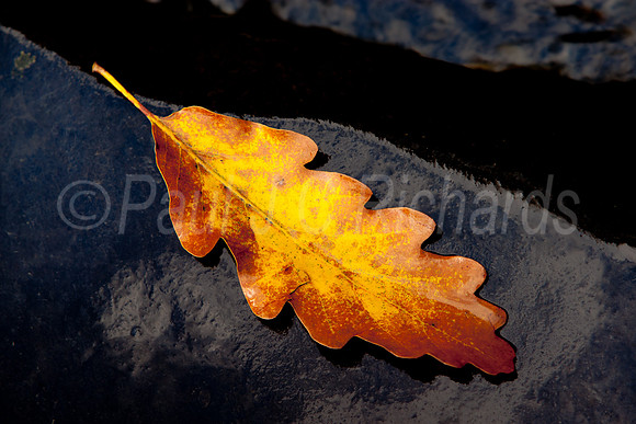 Autumn Oak