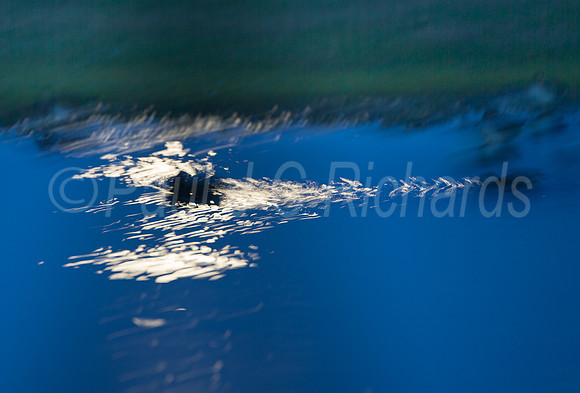 Duck in moonlight