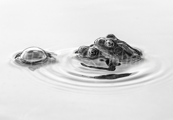 Bubble and squeek