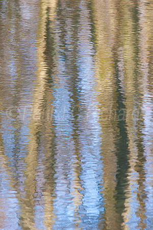 Woodland pond