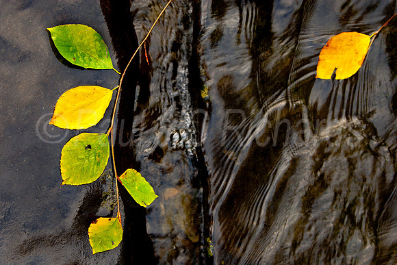 willow on rock