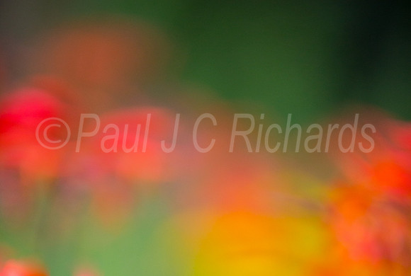 Garden blur
