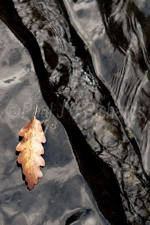 Oak on rock